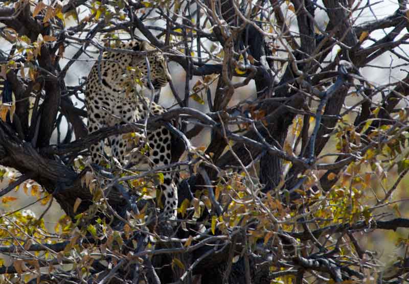 Leopardo - parque nacional de Etosha - Namibia 3.jpg